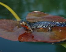 22 Bergmolch-Maennchen in Laichzeitfaerbung
